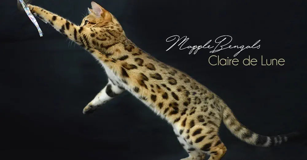 Chat Bengal